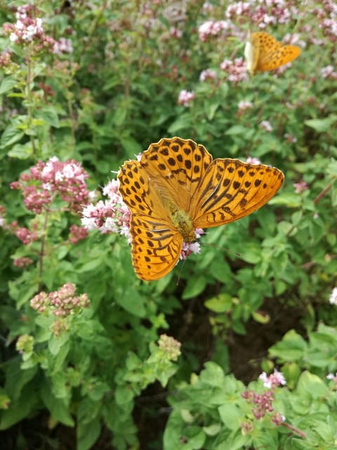 butterfly