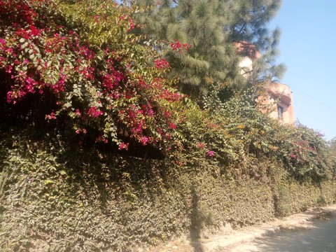 Vines decorate the alleyway
