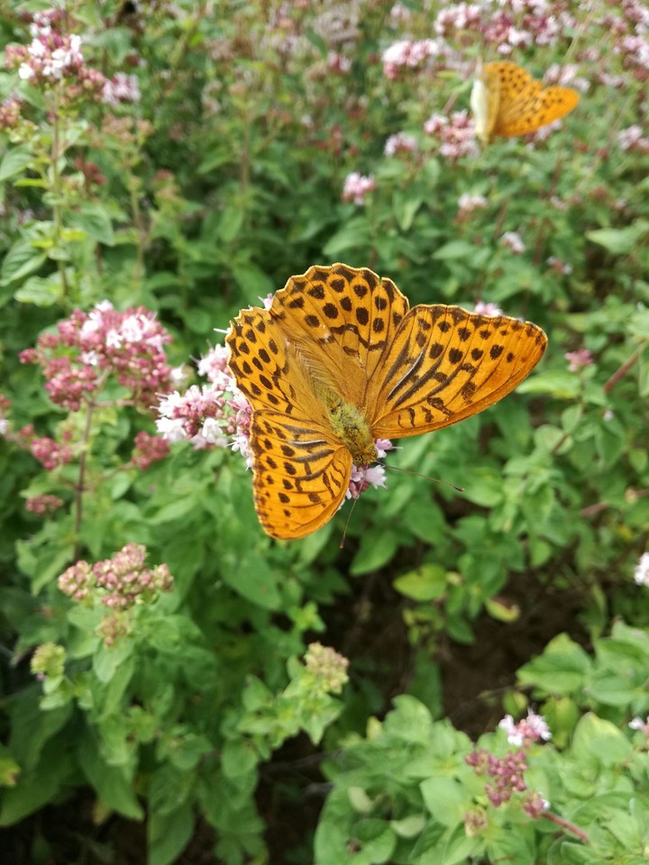 butterfly