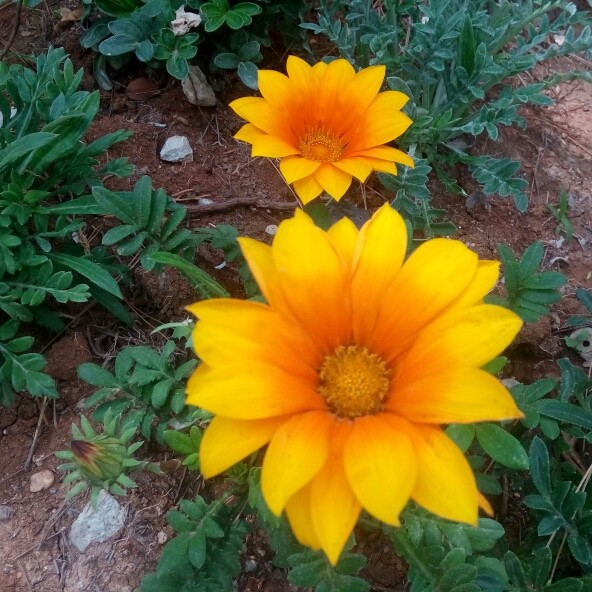flower hope