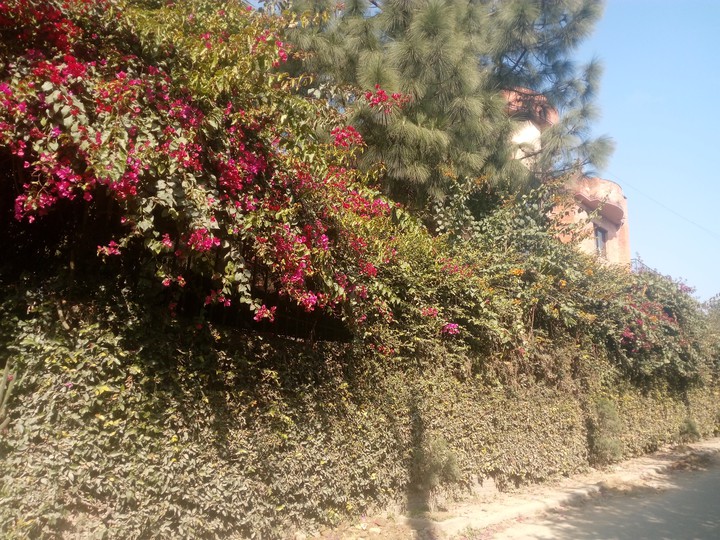 Vines decorate the alleyway