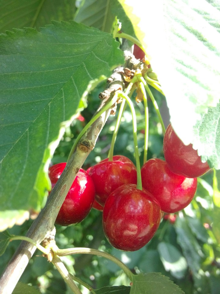cherry delicious