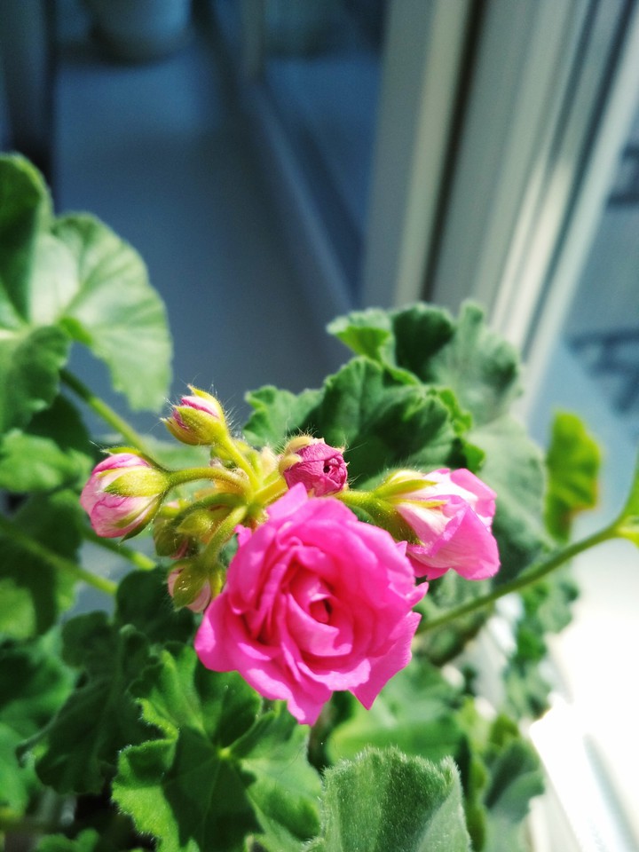 Rose-like pelargonium