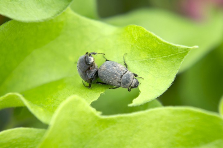 Dung insect in the mating season