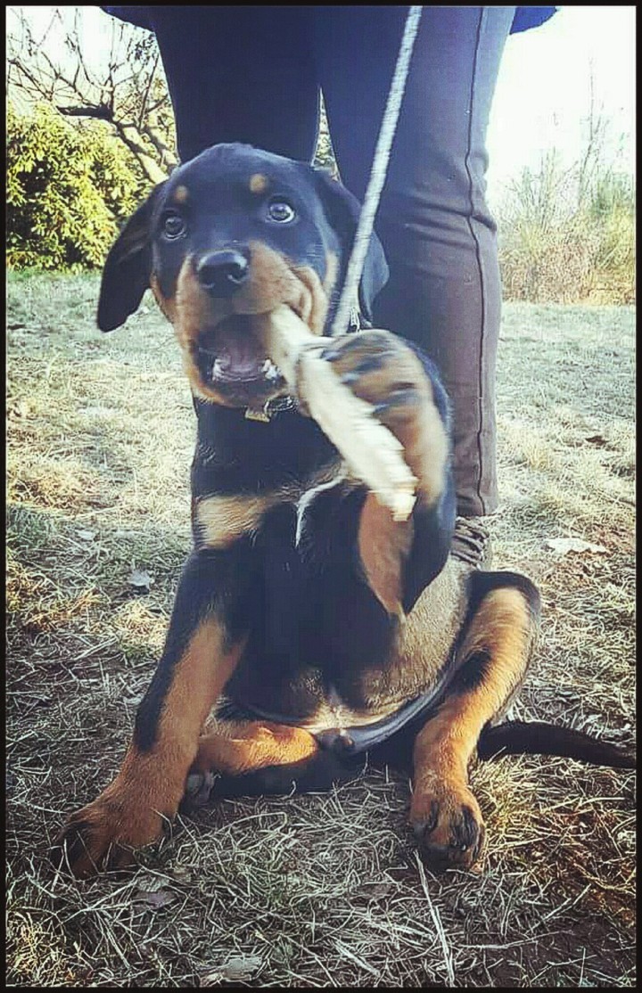 rottweiler