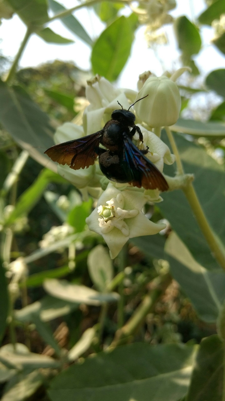 blackberry