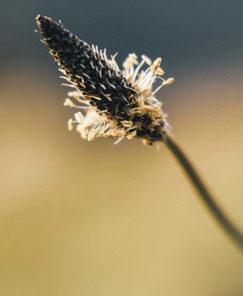 flower, grass háttérképek