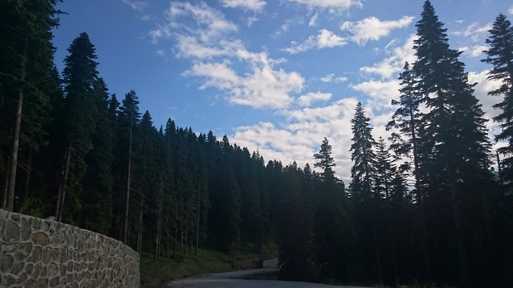 Forest