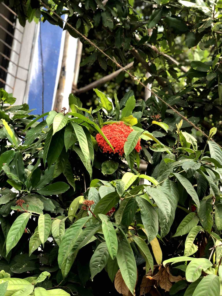 flowers
