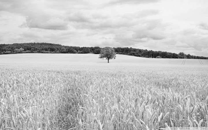 lonely tree