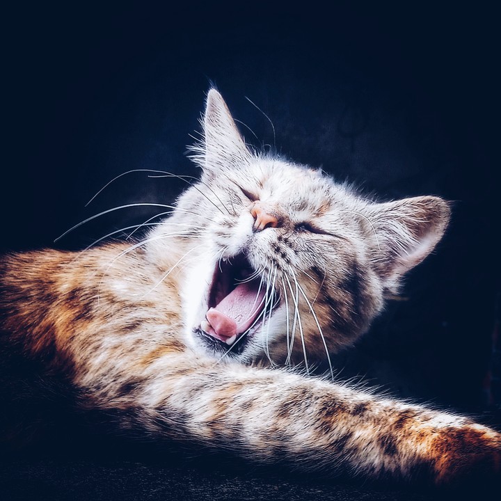 Roaring is the only thing to stay STRONG