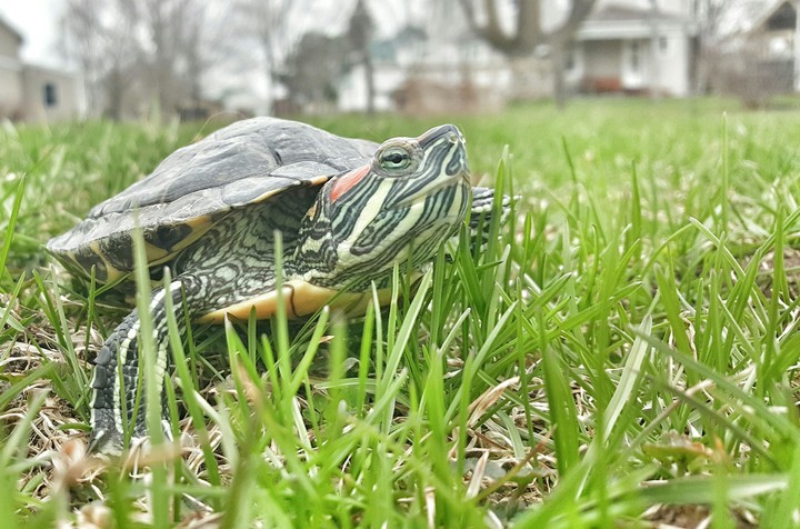 Turtle