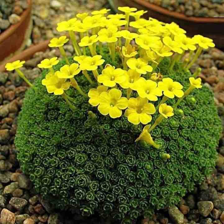 Yellow ?