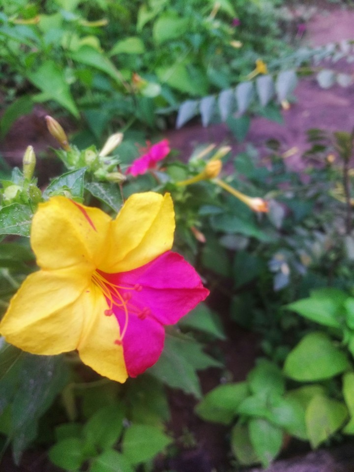 mirabilis jalapppa
