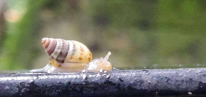 slow & steady