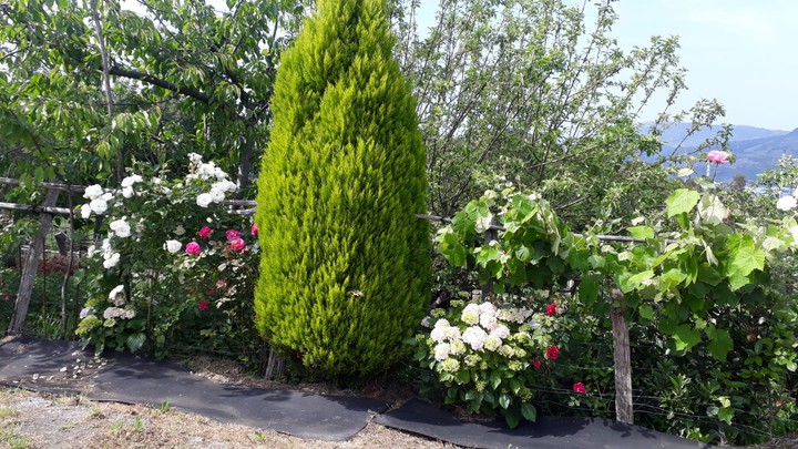Jardin