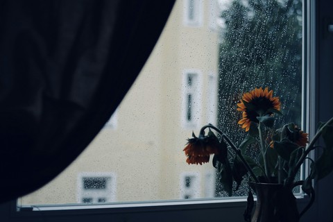 sfondi Vase, window
