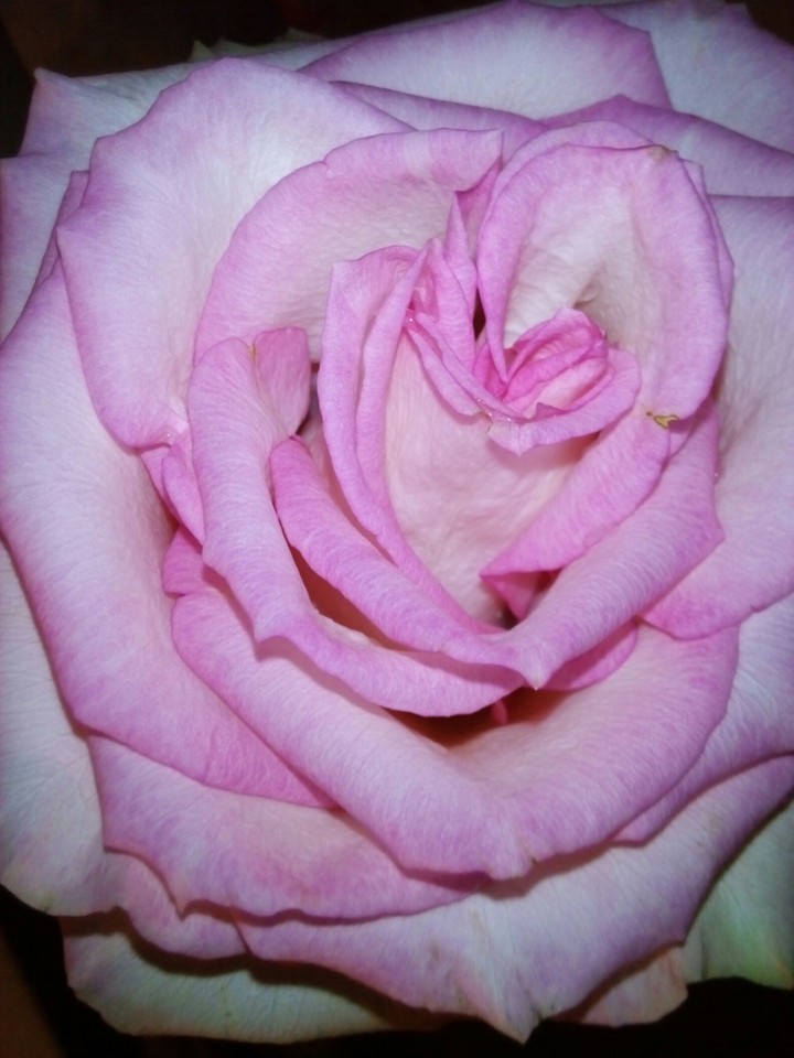 rose