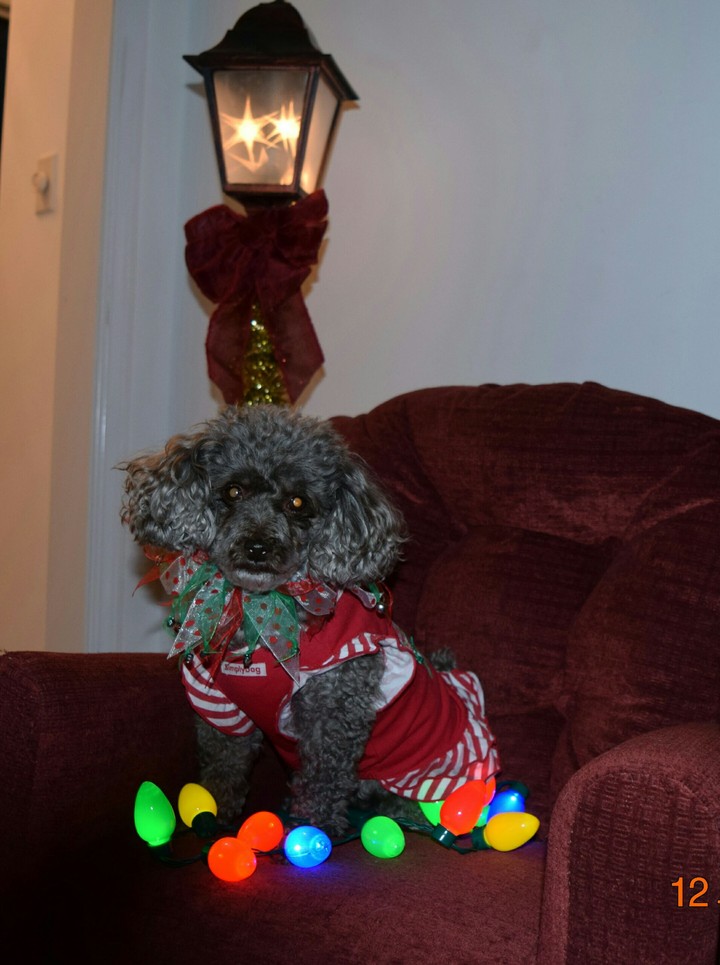 toy poodle and Christmas