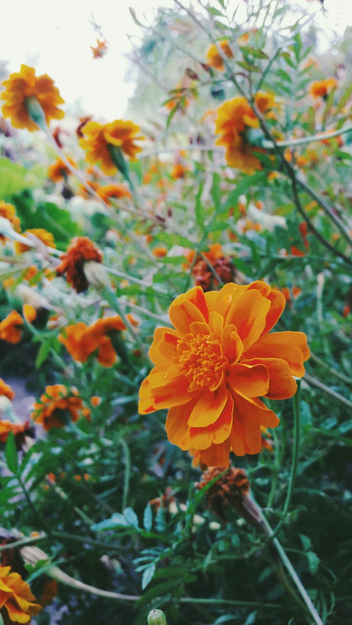 beautiful flowers