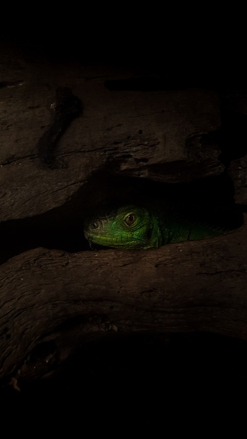 шпалери lacertids, iguanas