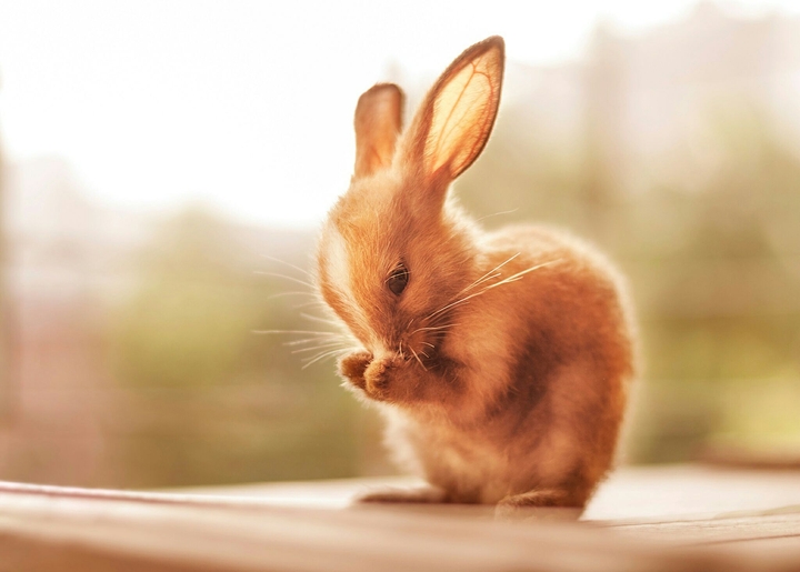cutee