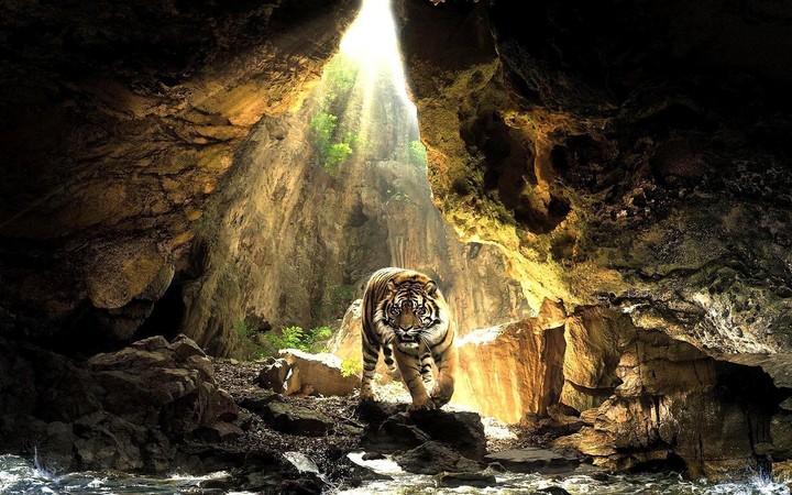 sunlight  Tiger