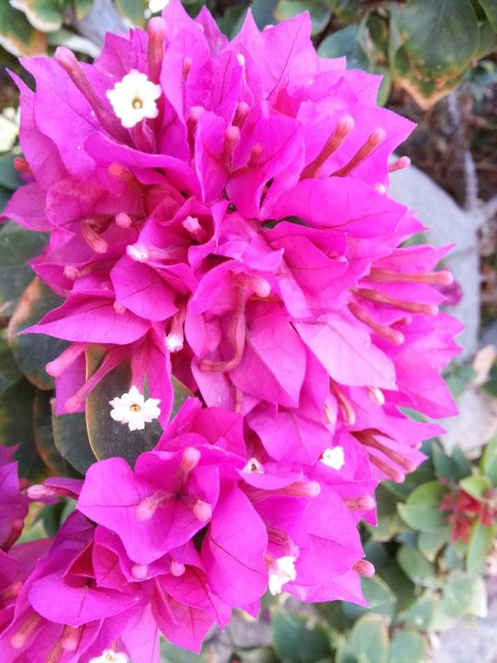 bougainvillea