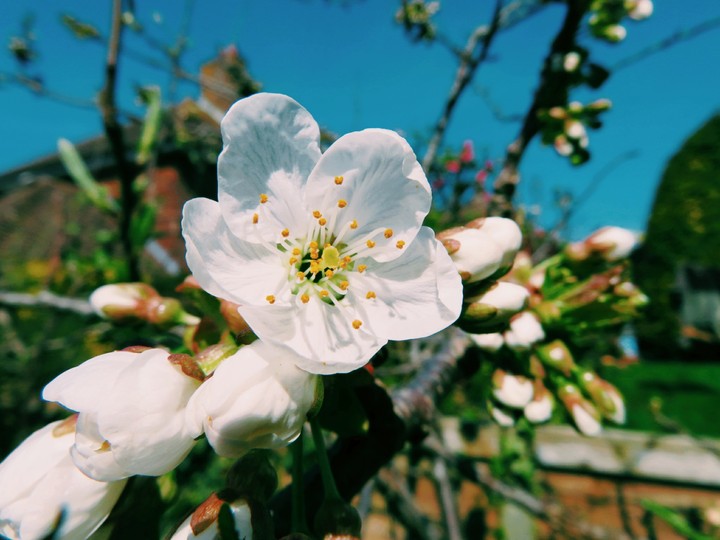 Cherry blossom