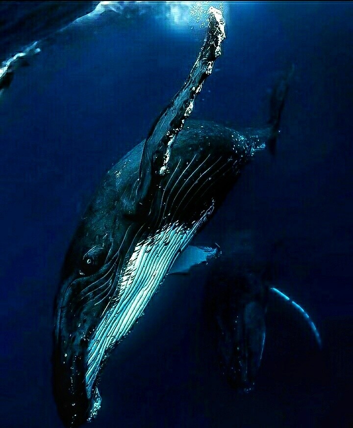 Diving Humpbacks