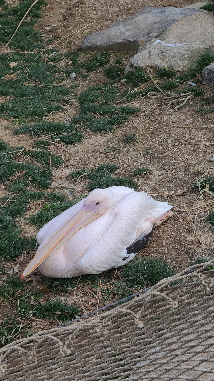 새
