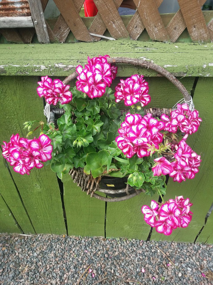 Flower