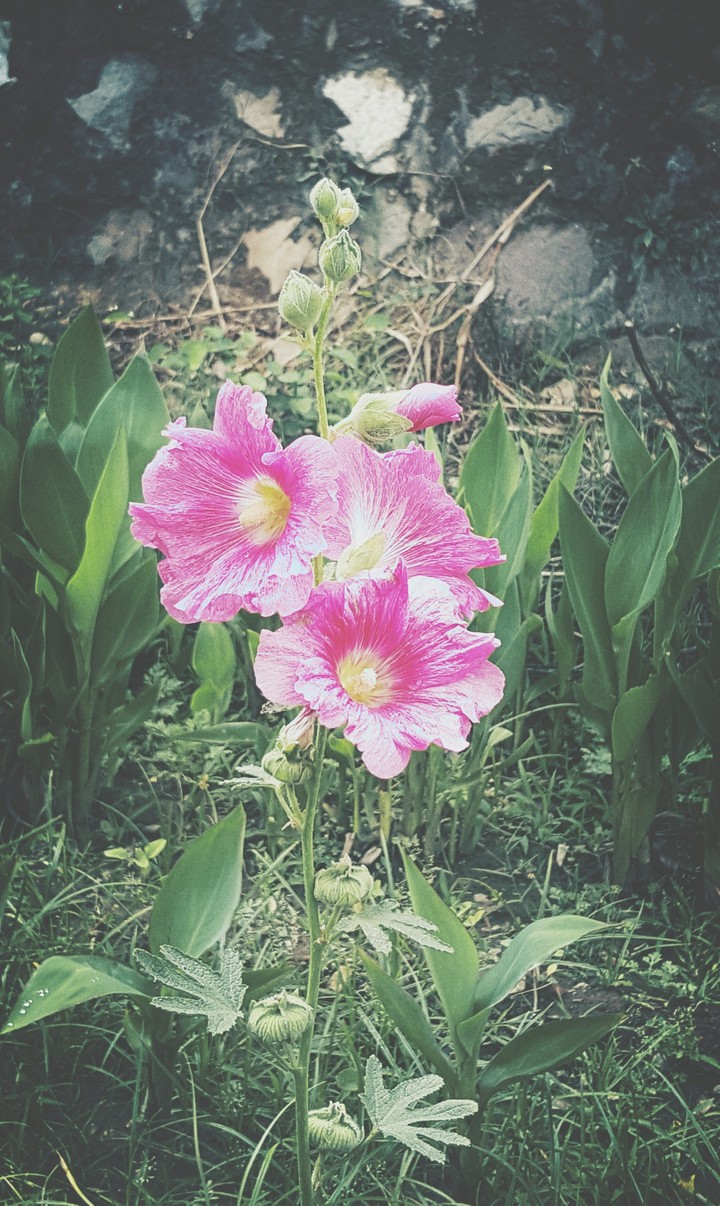 Pink Flower