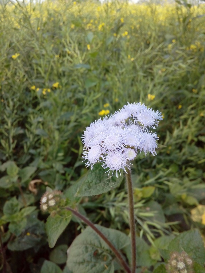 farm flower