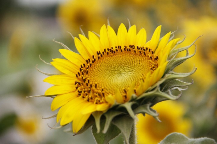 sunflower