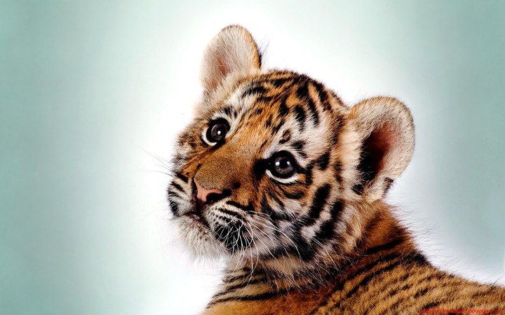 Тигренок