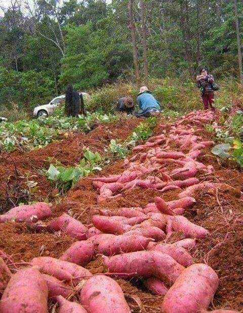 Aos meus queridos amigos do coração bjs. Batata doce.