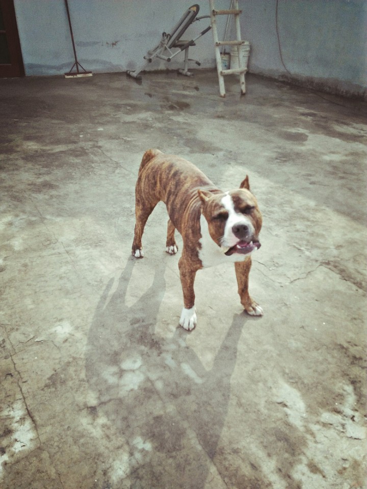 Brindle pitbull