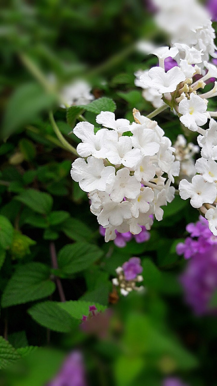 flowers   summer