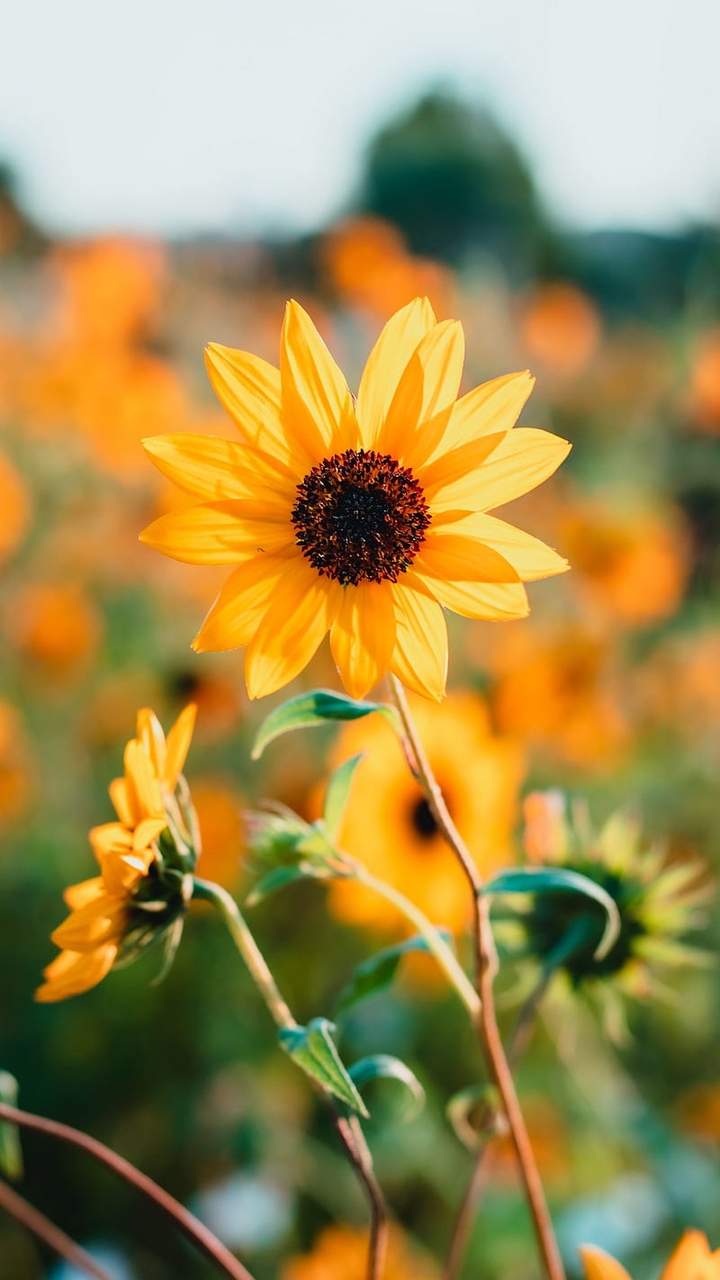 LITTLE SUNFLOWER