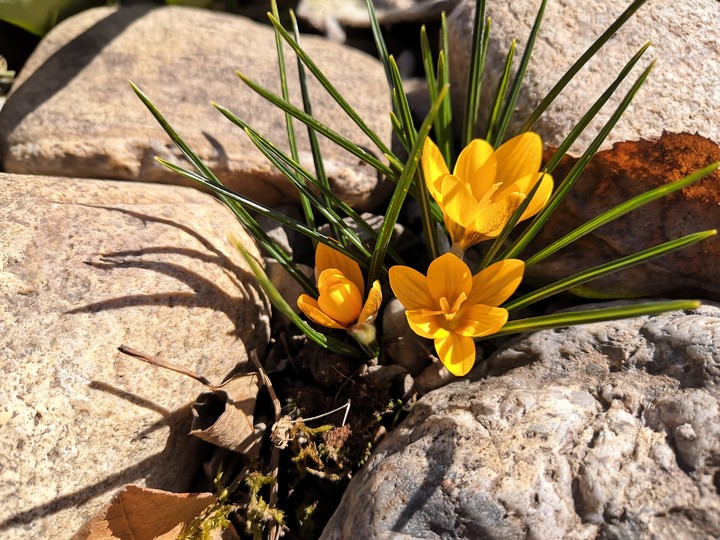 crocus