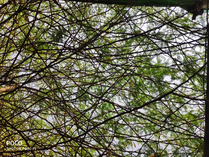tree web