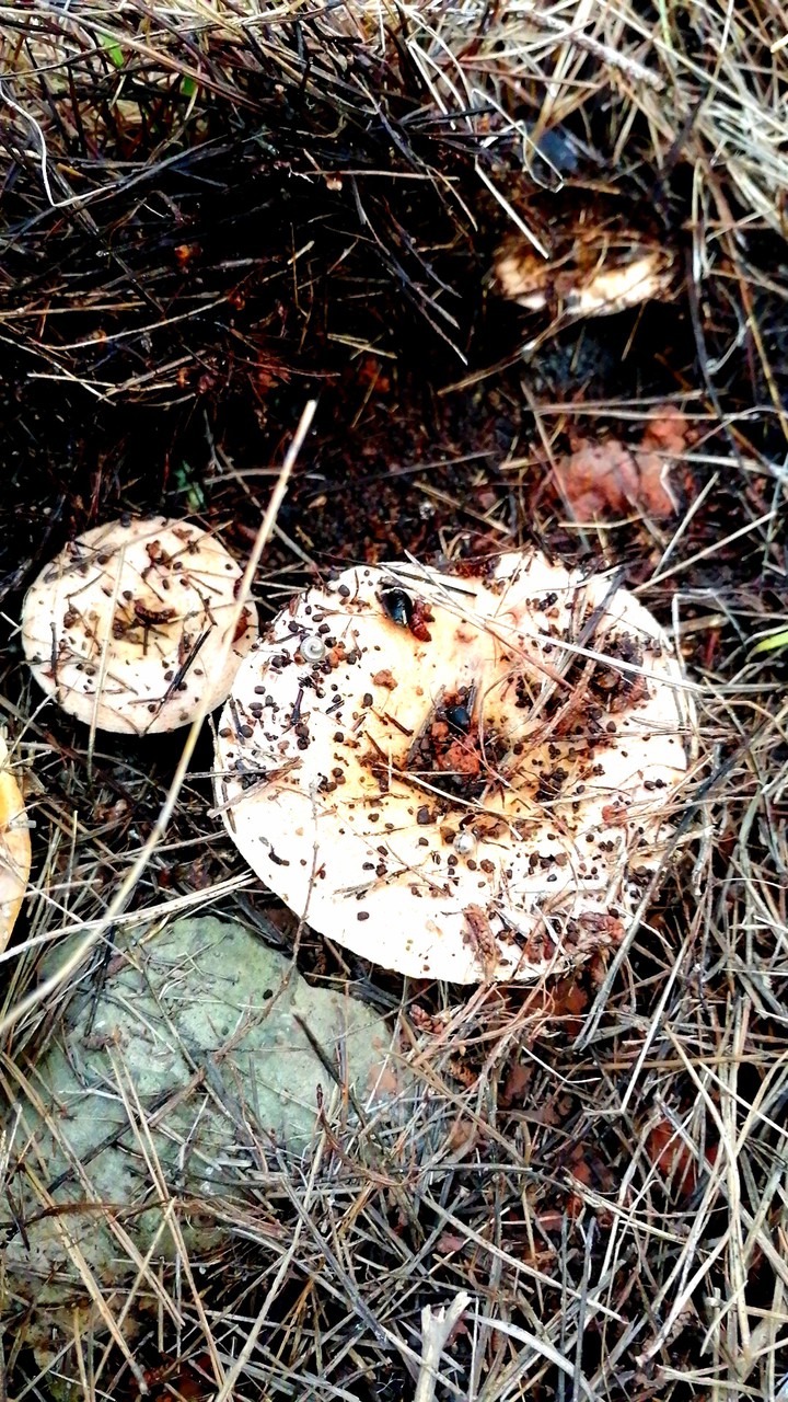 Chanterelles