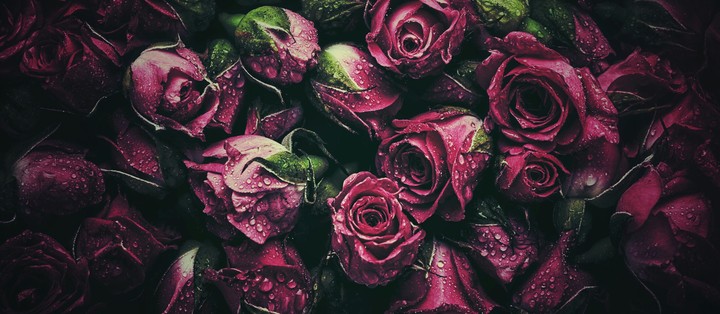 roses
