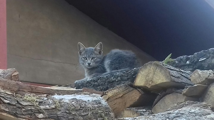 Little kitty