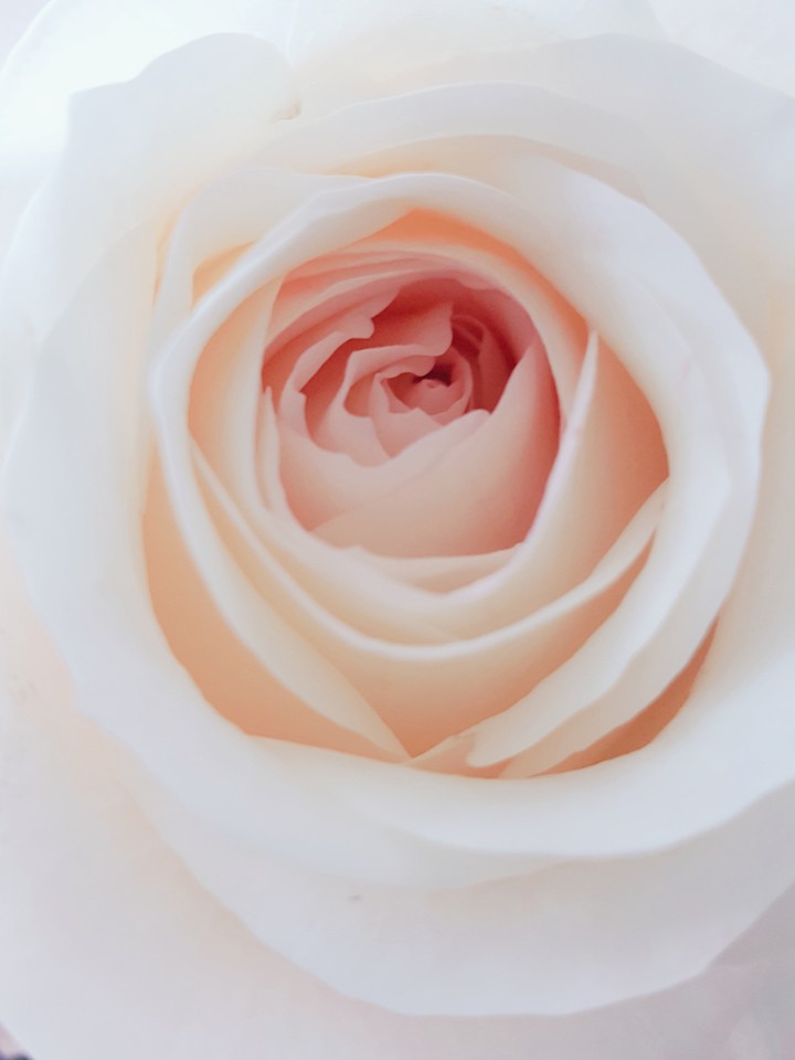 꽃