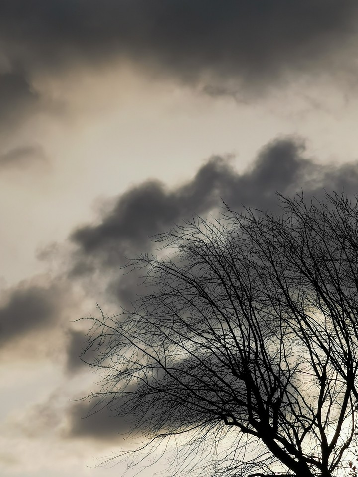 nuage gris arbre