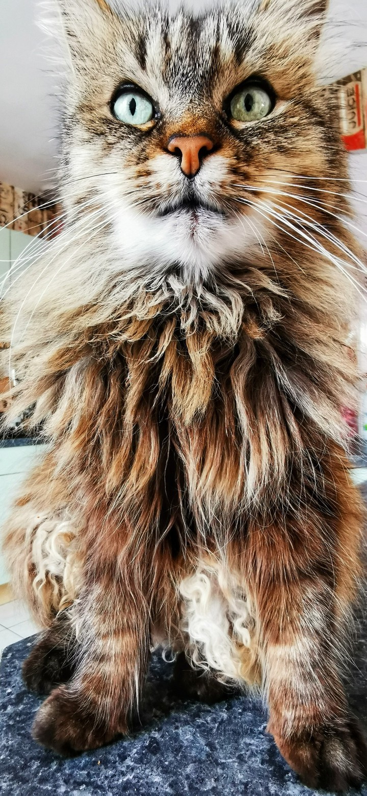 Nala my cat