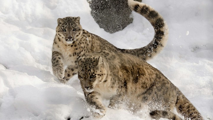antartica
