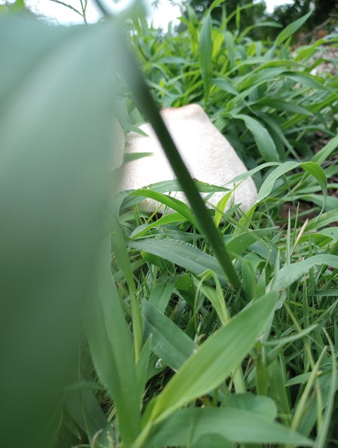 tapety woods, botany